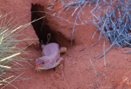 How Indigenous knowledge is saving Australia’s great desert skink