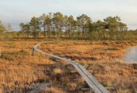 What are peatlands, and why do they matter?