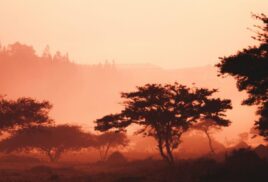 Naming trees: How young people are restoring Rwanda’s forests