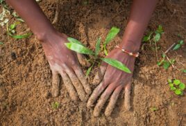 Global organizations convene top minds to rethink forests