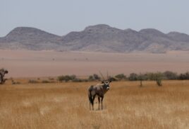 The other Great Green Wall