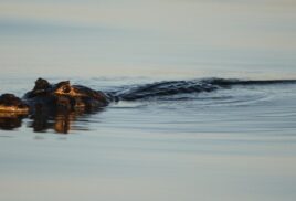 What are wetlands – and why do they matter?